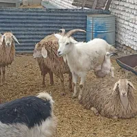 بز با بزغاله بزقاله فروش یا معاوضه با بره گوسفند