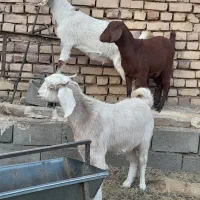 بزغاله ماده فروشی|حیوانات مزرعه|بردسکن, |دیوار