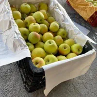 صفافی بار زدن میوه گوجه