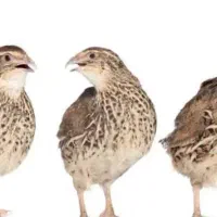 14 عدد بلدرچین به شرط تخم