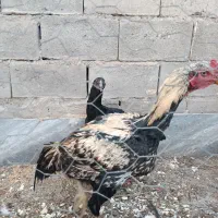 مرغ و خروس واقعا دانگ بال همانند شتر مرغ|حیوانات مزرعه|ملکان, |دیوار