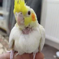 جوجه عروس هلندی|پرنده|پاکدشت, پاکدشت (مامازند)|دیوار