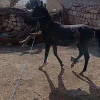 کره اسب فروشی. کرد اصیل|حیوانات مزرعه|گیلان غرب, |دیوار