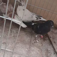 کبوتر گرفتنی
