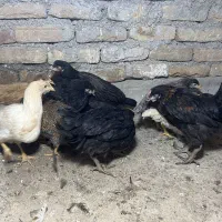 جوجه مرغ و خروس گلپایگانی