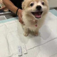 کلیه خدمات دامپزشکی