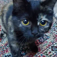 واگذاری گربه