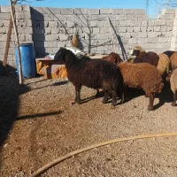 توغلی و گوسفند|حیوانات مزرعه|اردبیل, |دیوار