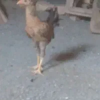 جوجه فروشی