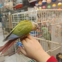 طوطی عروس  برزیلی  فنچ   مرغ عشق