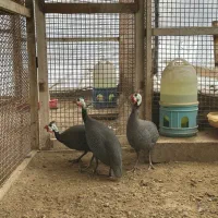 مرغ شاخدار مصری|حیوانات مزرعه|کوهسار (البرز), |دیوار