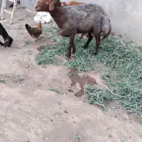 قوچ