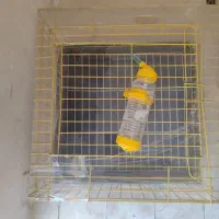 قفسه خرگوش نونو
