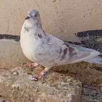 کفتر درجه یک