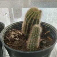 گل و گیاه|گل و گیاه طبیعی|زهان, |دیوار