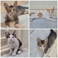 گربه های گمشده گورک