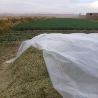 یونجه خورد شده درجه یک یک