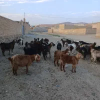 ۲۰عدد بز جوان هم داشتی هم کشتار ی قیمت توافقی