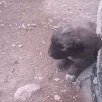 (چکی۱۵تا۳۰روز) قوچ پلنگی ودوبر.بره میش بز فروخته د|حیوانات مزرعه|داران, |دیوار