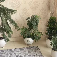 گلدان