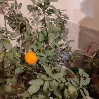 فروش درختچه نارنگی و سیکاس طبیعی|گل و گیاه طبیعی|تهران, تهرانسر شمالی|دیوار