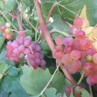 فروش باغ|فروش زمین و ملک کلنگی|قزوین, |دیوار