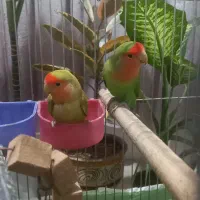 یک جفت طوطی برزیلی رخ هلوئی(دم کاربنی)|پرنده|کرمانشاه, |دیوار