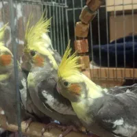 عروس هلندی نروماده