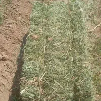 یونجه چن اول سال اول