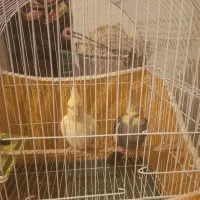 عروس هلندی نر  و ماده سالم