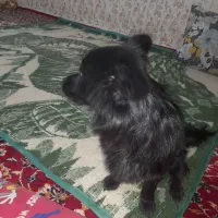 واگذاری سگ اشپیت|سگ|بجنورد, |دیوار