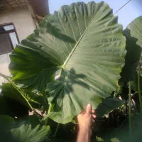 فروش ۳۲ گلدان بابا آدم (بالای ۱ متر) - تک و عمده