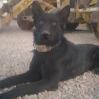 توله ژرمن بلک