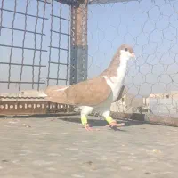 پرنده|پرنده|الوند, |دیوار