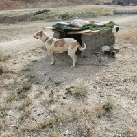 سگ پژدر
