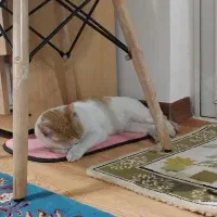 گربه شده محدود سلیمانداراب|گربه|رشت, سلیمانداراب|دیوار