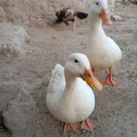 اردک