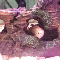 ماهی گوپی|ماهی|تهران, وحیدیه|دیوار