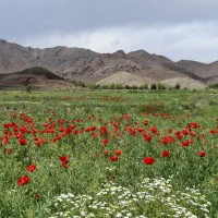 گل سرخ نقد