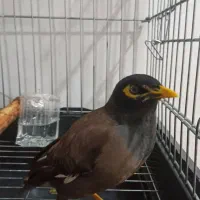 مرغ مینا سخنگو