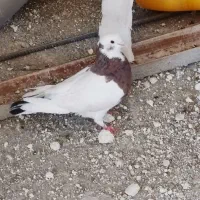 کفتر یا کبوتر طوقی