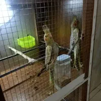 عروس هلندی دونی 800|پرنده|پاکدشت, حصار امیر|دیوار