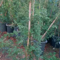 نخل پالم و رز رونده|گل و گیاه طبیعی|شیراز, شهرک امیر کبیر|دیوار