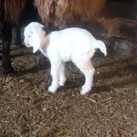 بز ننه بالا دو دندان جوان|حیوانات مزرعه|اردبیل, |دیوار