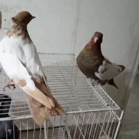 رنگه