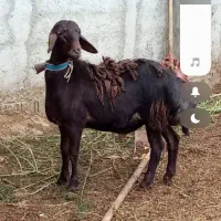 گوسفند بره نر قوچی مخصوص تخمی کاربلد درجه یک|حیوانات مزرعه|قائم‌شهر, |دیوار