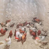 خروس جوان