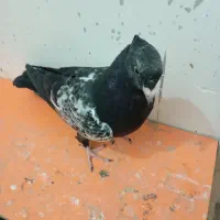 جوجه کفتر سینه طوقی