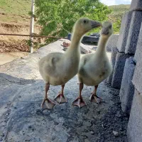 فروش دو عدد جوجه قوغاز نروماده