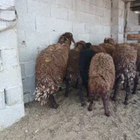 ۱۰راس بره نره پای پروار